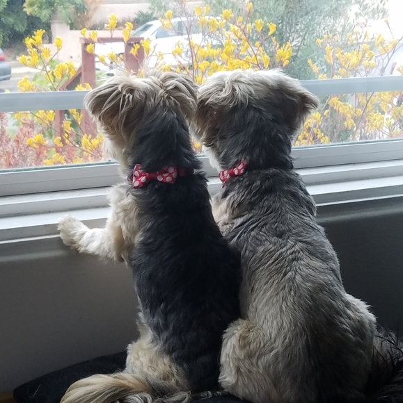 Meet your Posher, Samantha - Picture 3 of 4